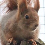 Red Squirrel slide
