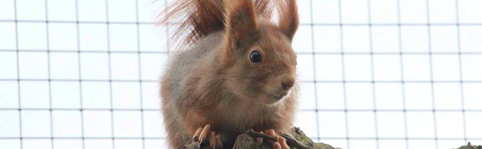 Red-Squirrel-slide