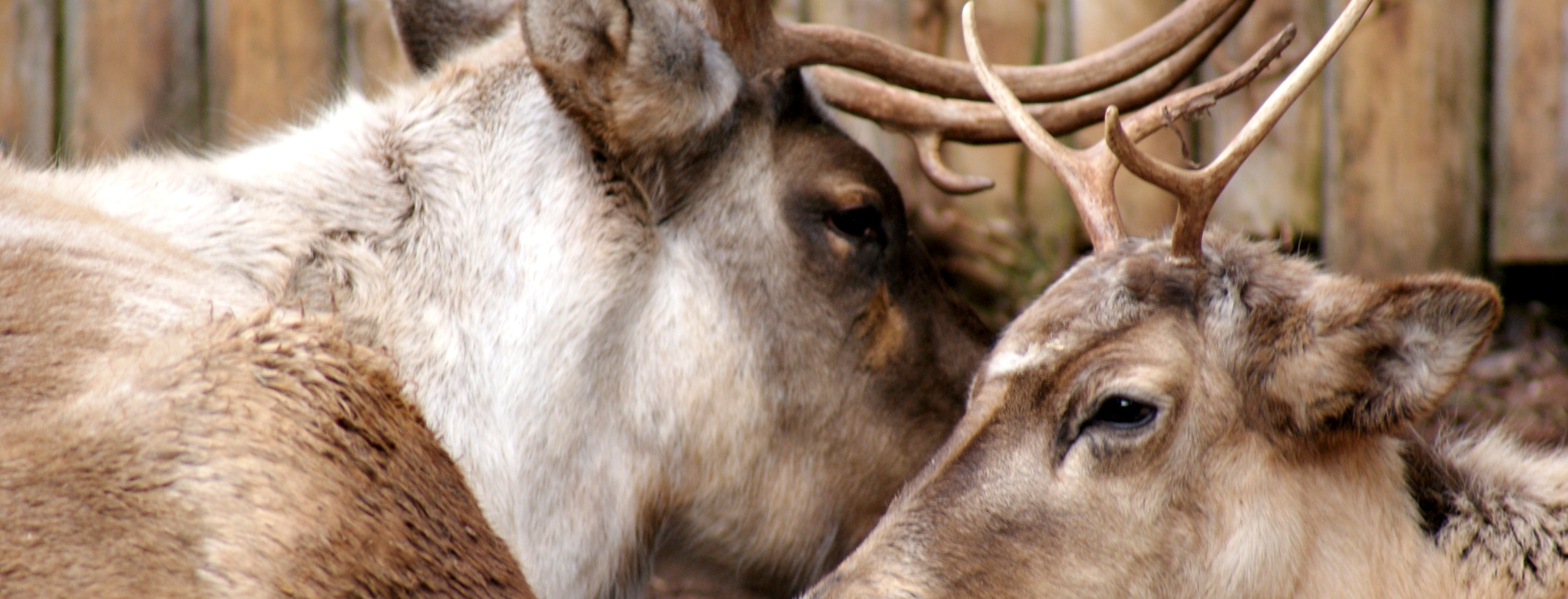 Reindeer-slide