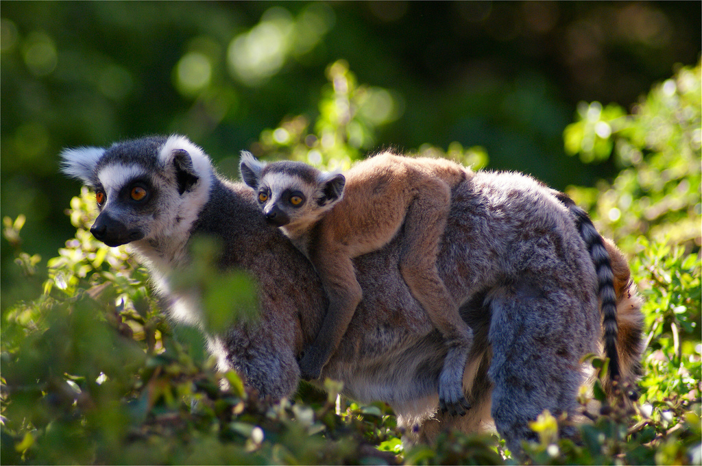 Ring Tailed Lemurs