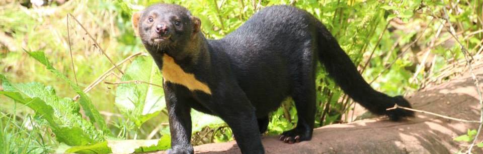 Tayra-slide