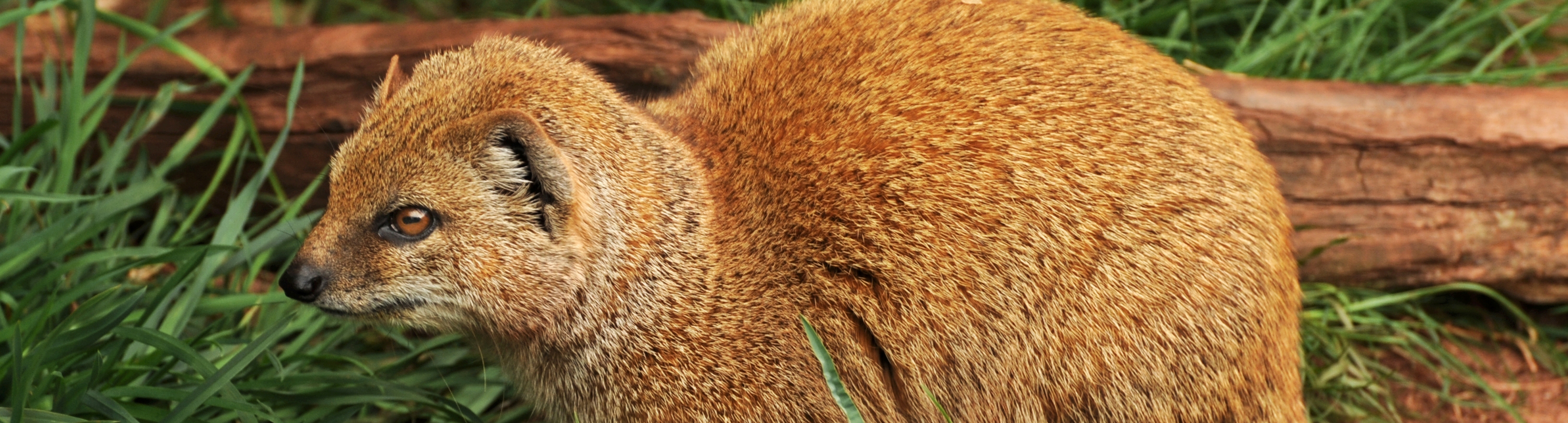 Yellow-mongoose-jayne-king6slide