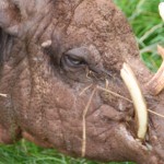 babirusa  MAIN slide