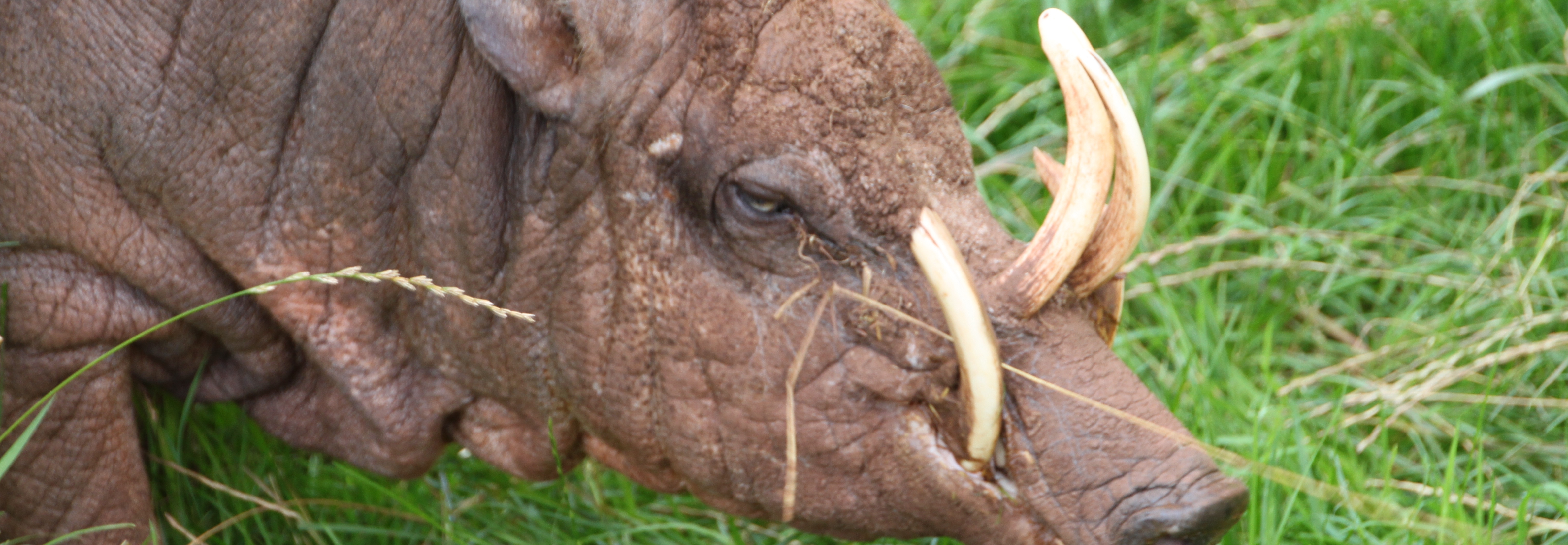 babirusa-MAIN-slide