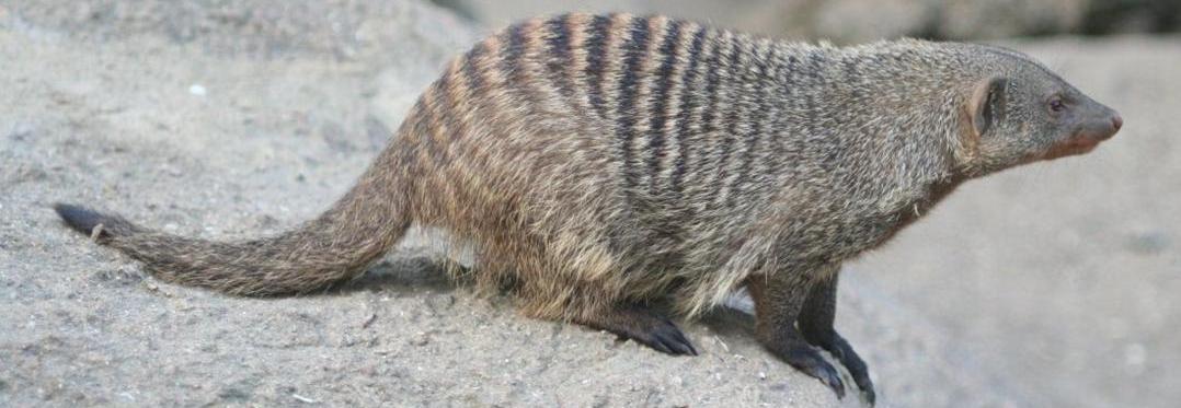 banded-mongoose-slide1