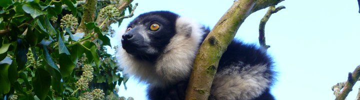 black-and-white-lemur-slide