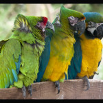 blue gold macaws Martin Snelson(1)