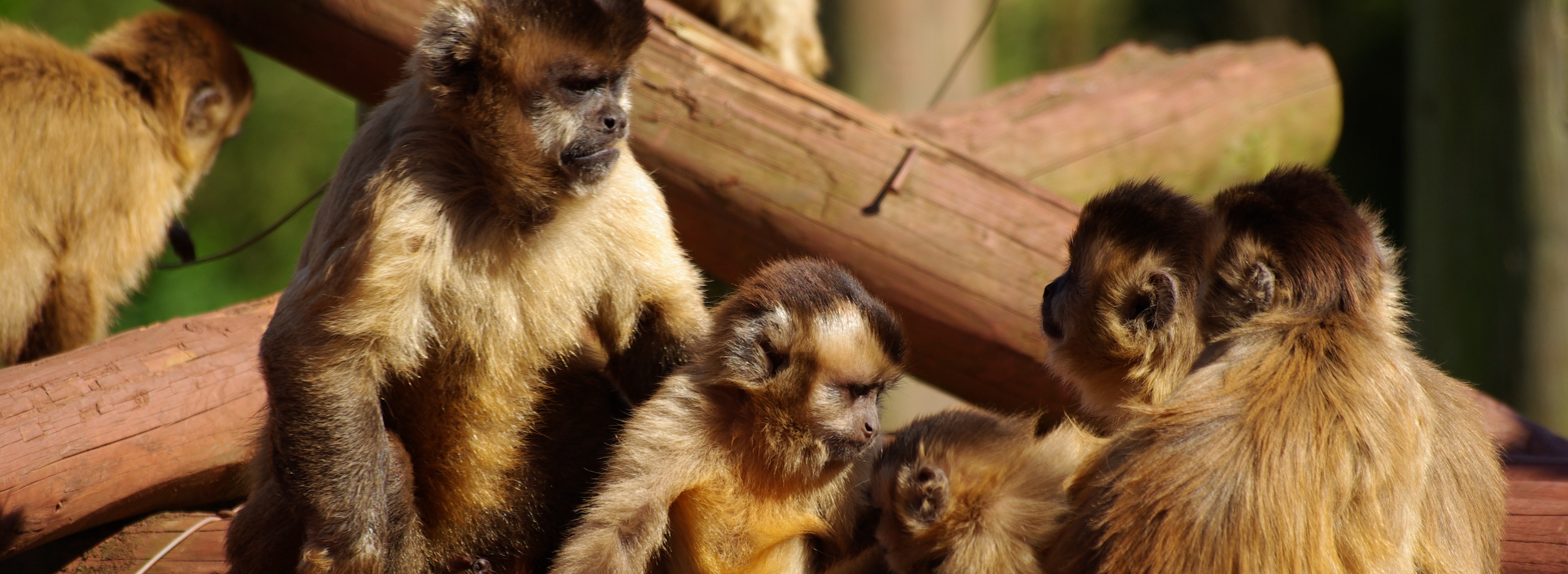 capuchin-MAIN-slide