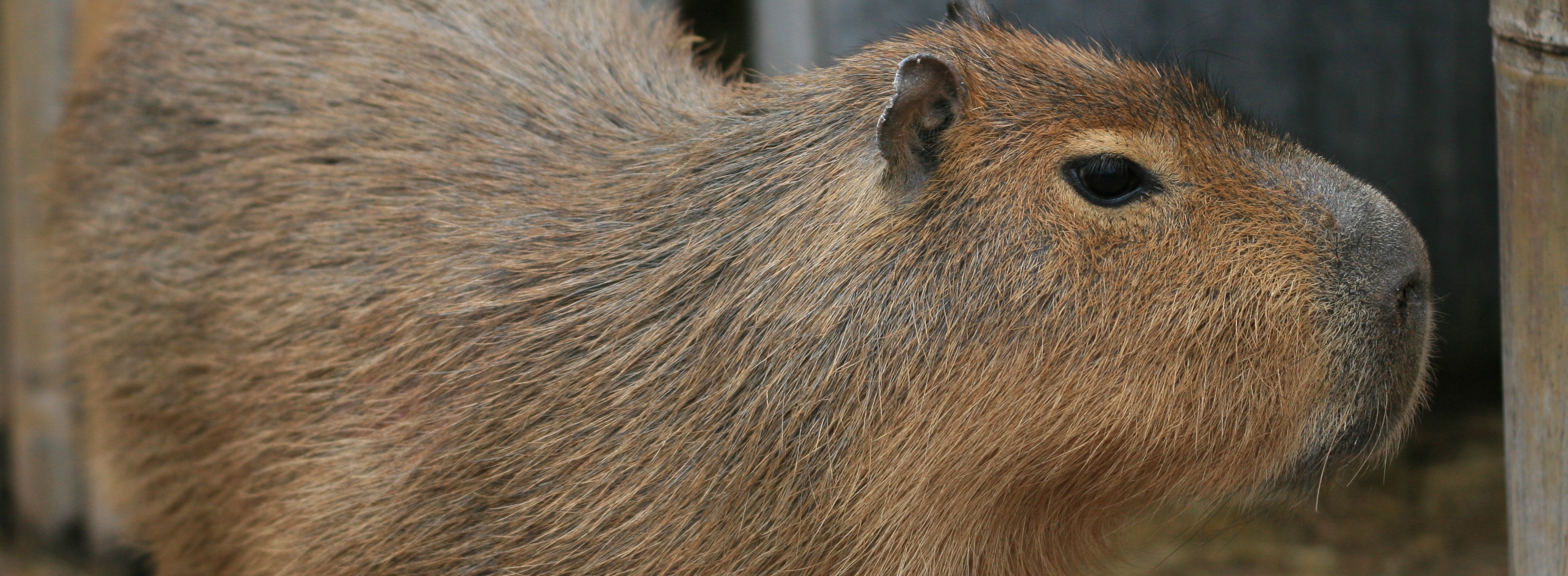 capybara-fiona-4MAIN-slide