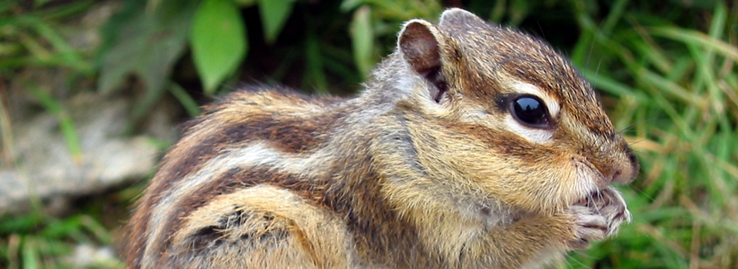 chipmunk