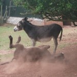 donkey james de wolf