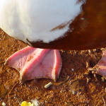 duck 024