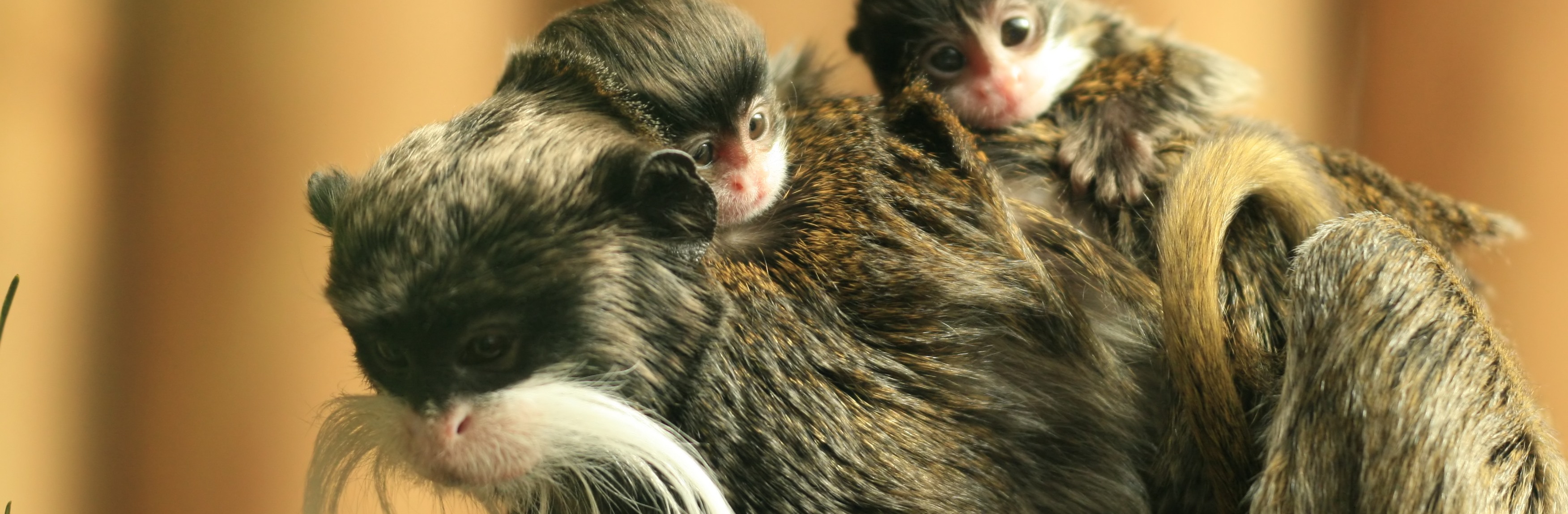 emperor-tamarins-fiona-9crop