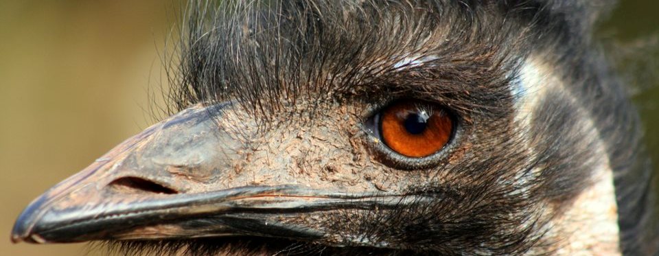 emu-slide