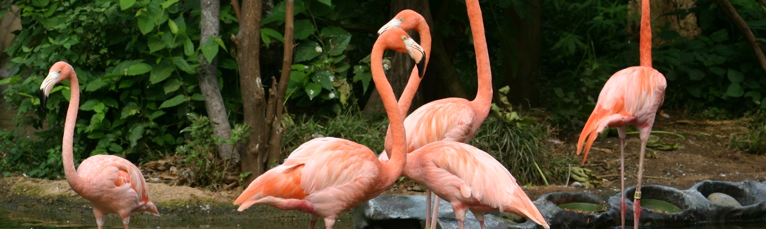 flamingo-slide