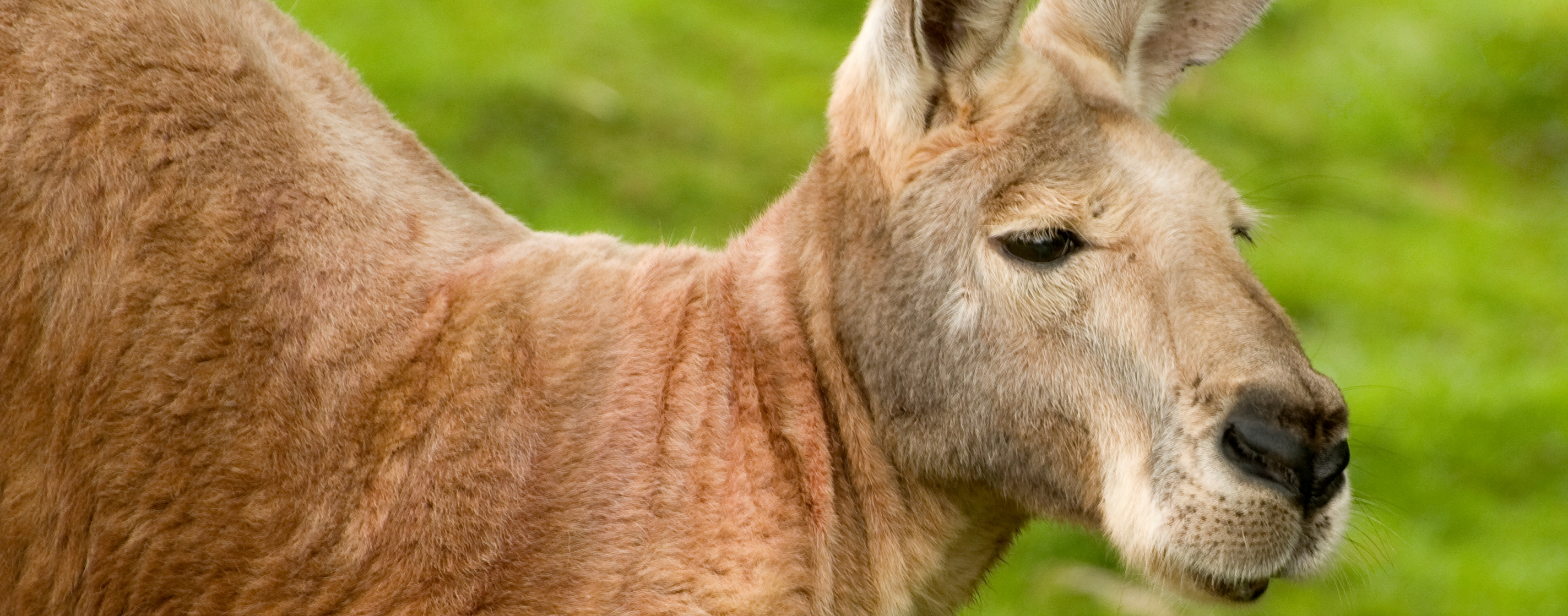 grey-kangaroo-Jayne-King-3slide