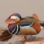 lloyd brown duck
