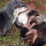 otter FEET michelle booth (2)