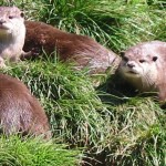 otters (1)slide