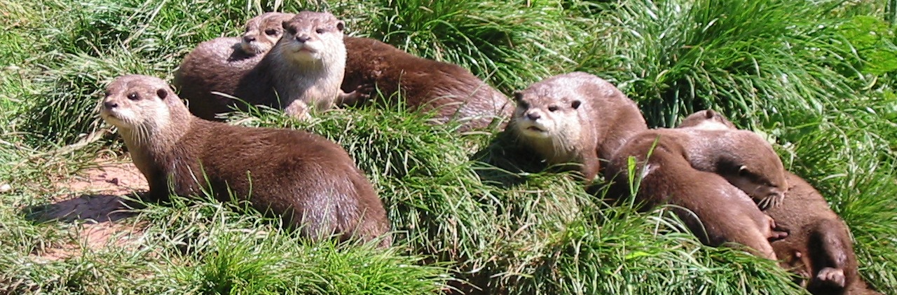 otters-1slide