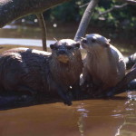 otters 25.3.08