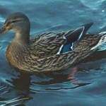 proper duck 2