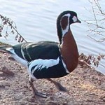red brested goose