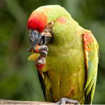 red-fronted macaw