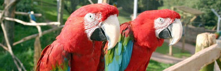 red-green-macaws-karen-larkin-2slide