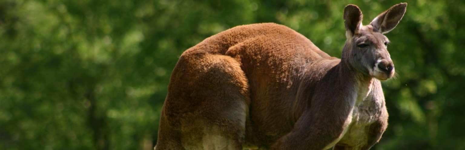 red-kangaroo-MAIN-slide