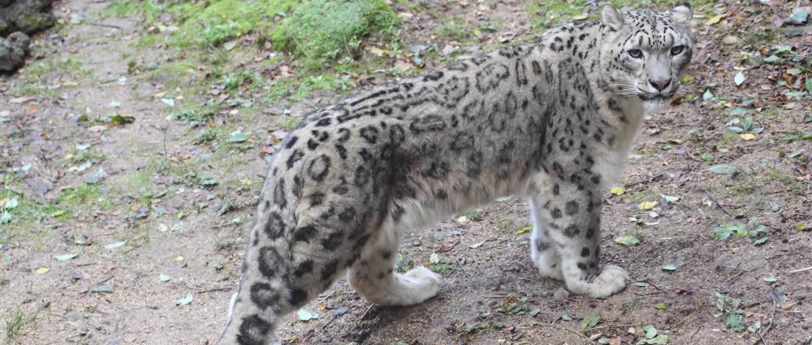 snow-leopard-2-cropped