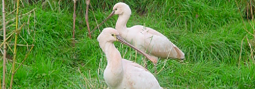 spoonbill