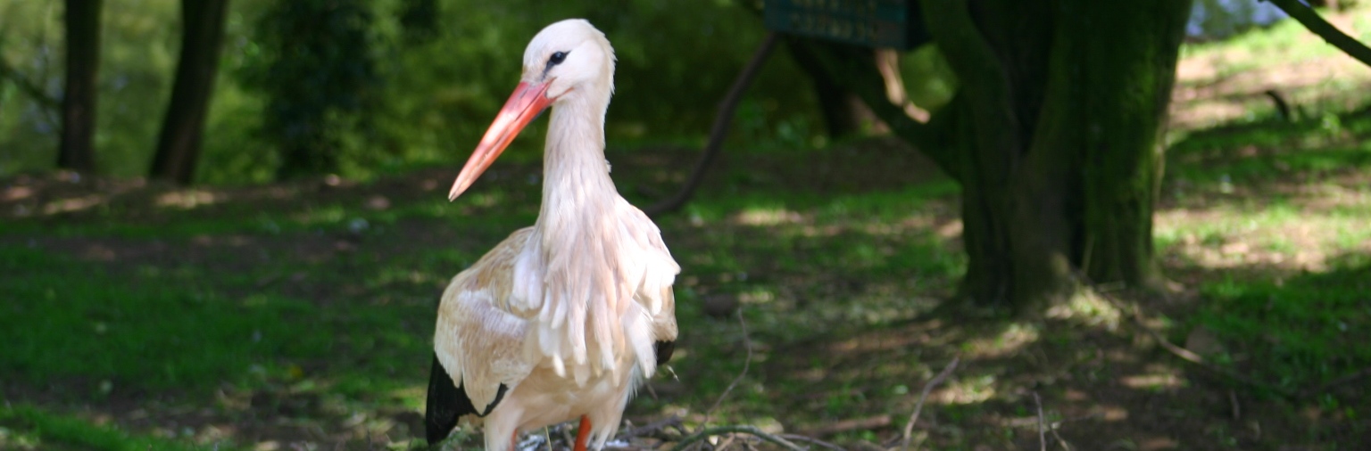 stork-2-2-slide