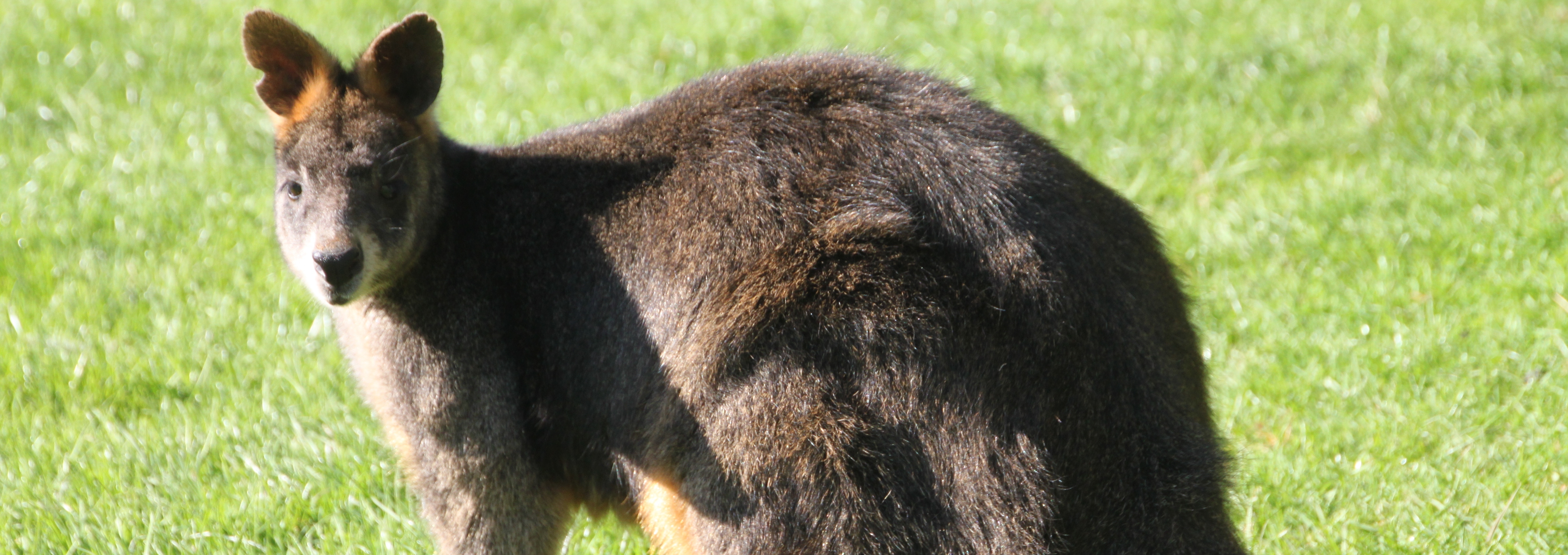 swamp-wallaby-alt-slide