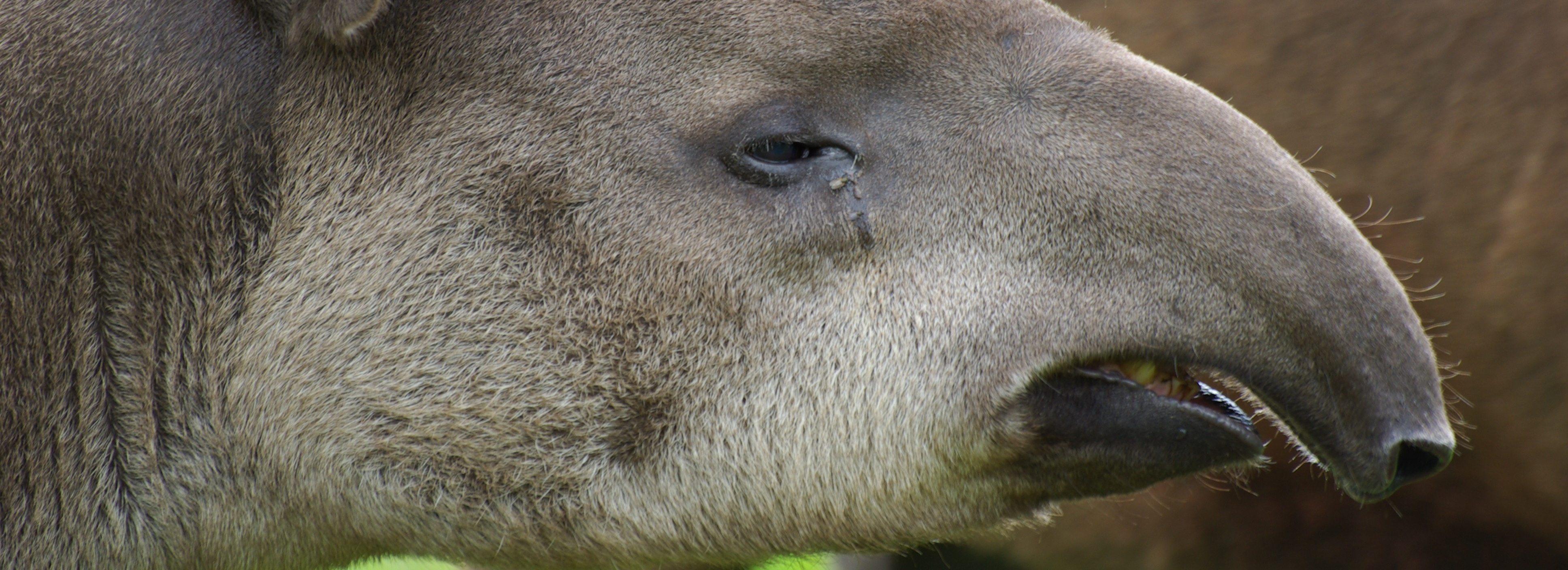 tapir-MAIN-cropped-slide