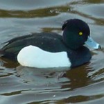 tufted duck m