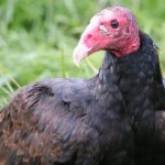 turkey vulture 3 slide