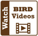 BIRD videos