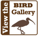 BIRDS gallery