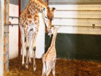 Giraffe Baby 2014 Belle7