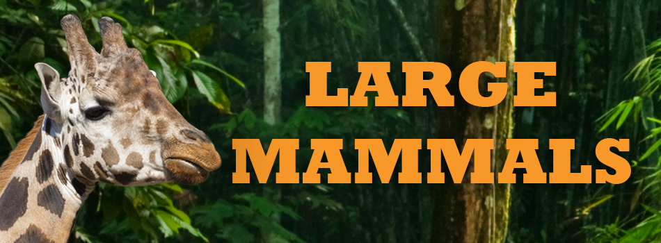 LARGE-MAMMALS