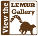 LEMUR gallery