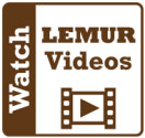 LEMUR videos