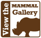 MAMMAL gallery