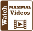 MAMMAL videos
