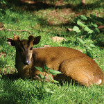 Muntjack