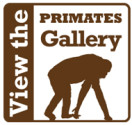 PRIMATES gallery