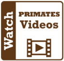 PRIMATES videos