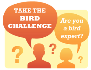 bird challenge