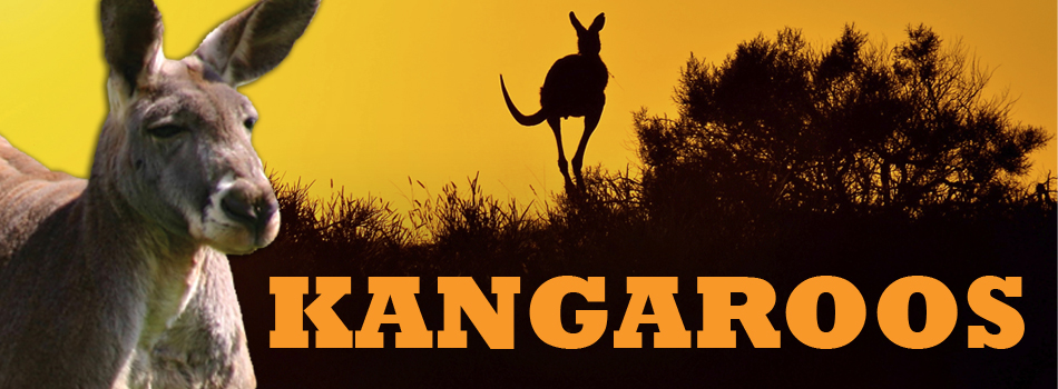 kangaroo-header